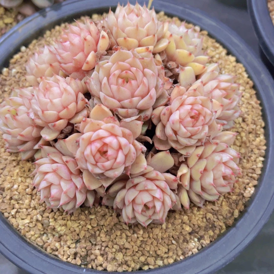 不****调小叶粉笨吧，多肉植物