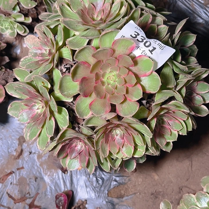 3301莲花座多肉植物