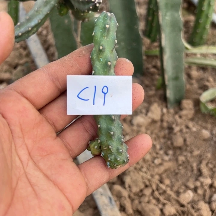 淡***诺C19红重水仙晴朗侧芽15