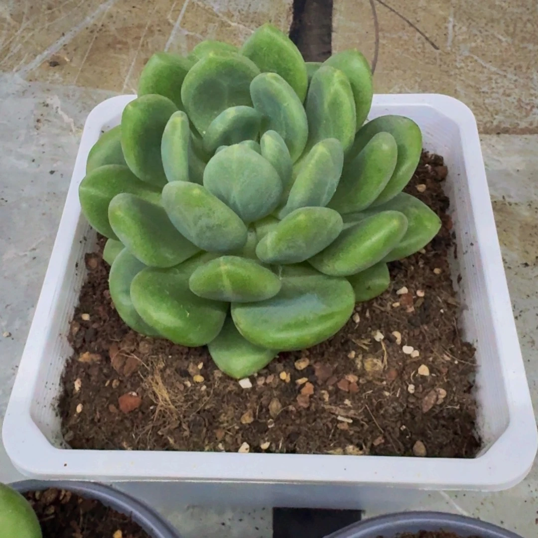 奶龙 单头  一物一拍