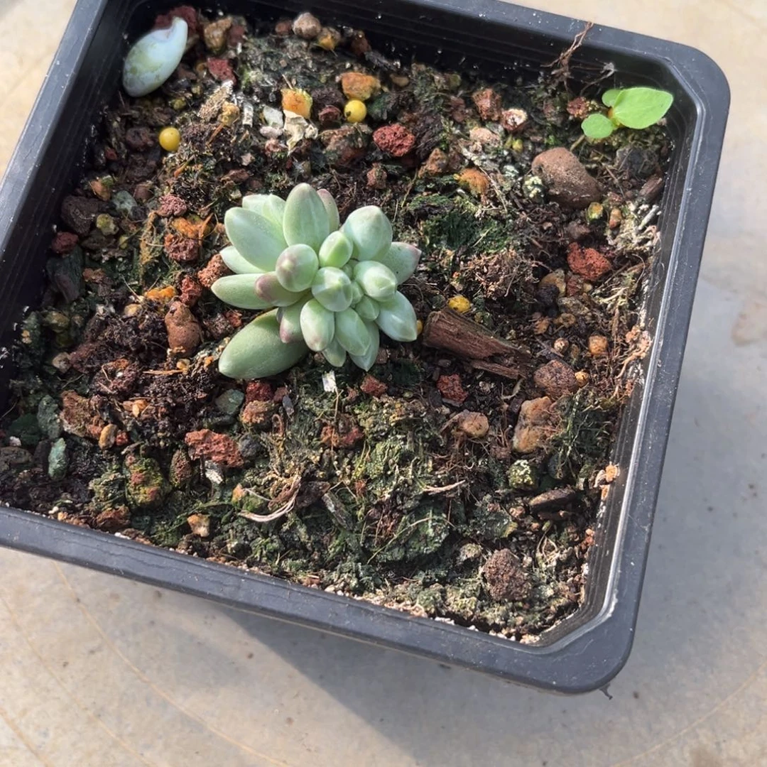 多肉植物杂交美人缀