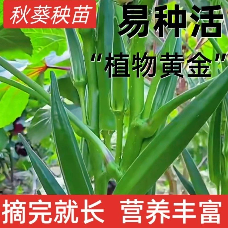 正宗绿秋葵秧苗黄秋葵苗春不易老水果发货秧苗盆栽带土阳台种子