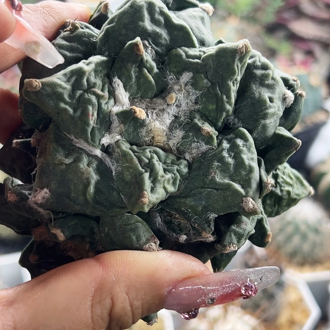 牡丹有根仙人球66666666