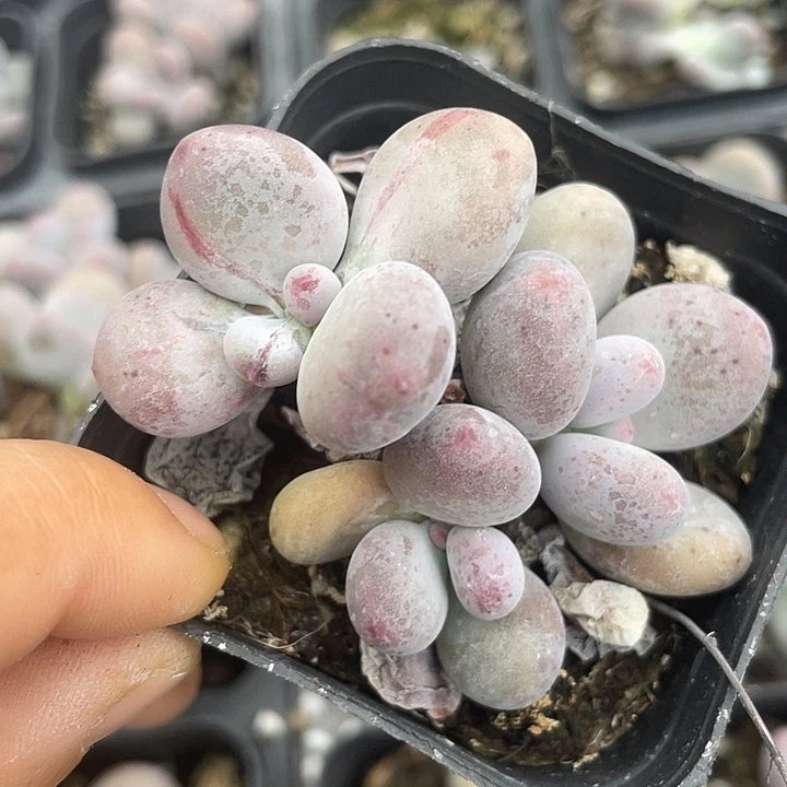 一物一拍满18包邮彩虹奶