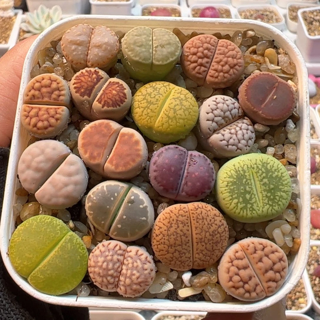 编号母本组合多肉植物百科