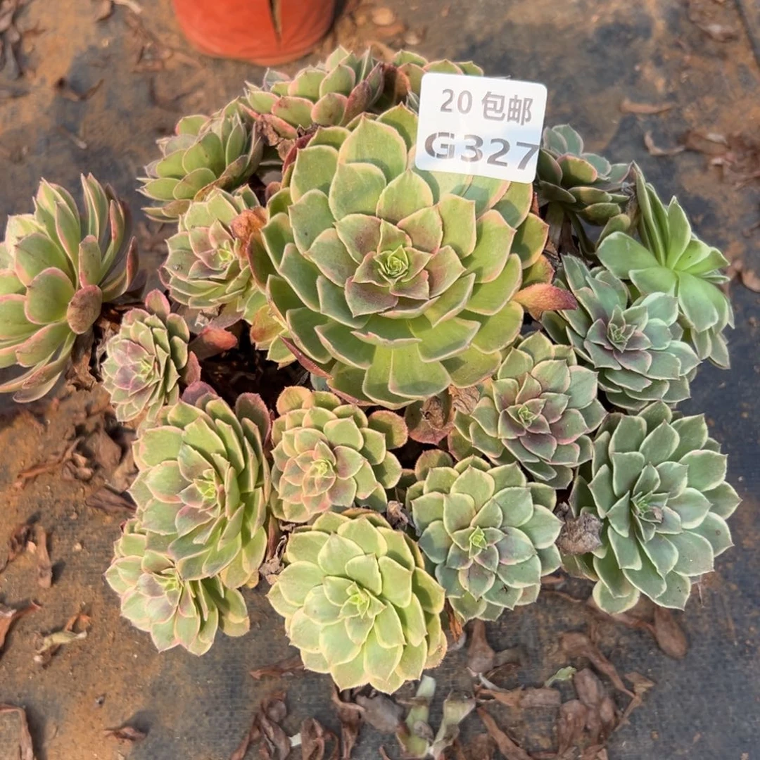327粉花妖，多肉法师