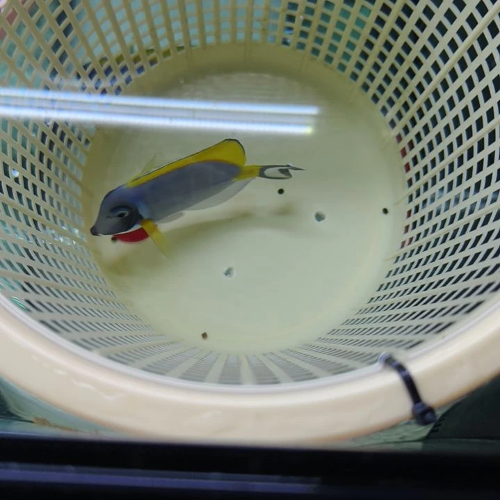 海水l缸45号粉蓝