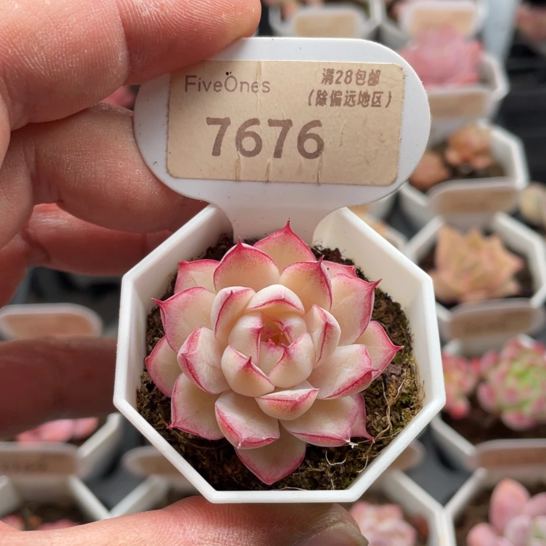 女王7676-4.0厘米