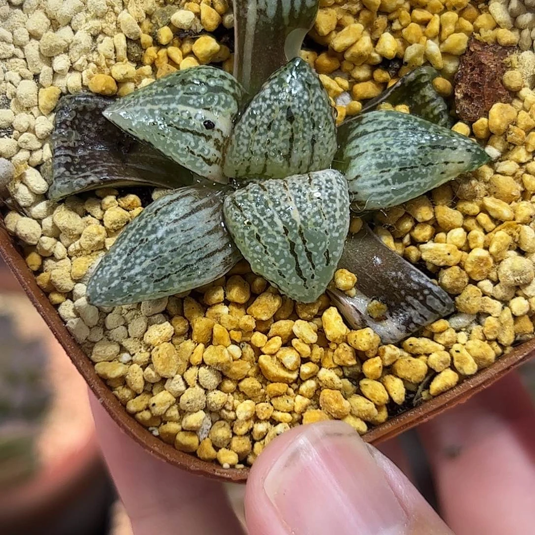 240红红火火恍恍惚惚