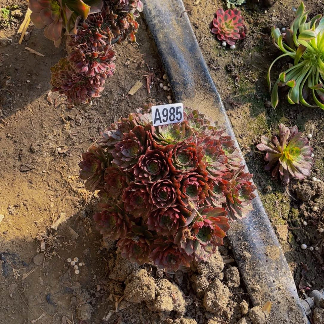 红魔法师朵朵5-23