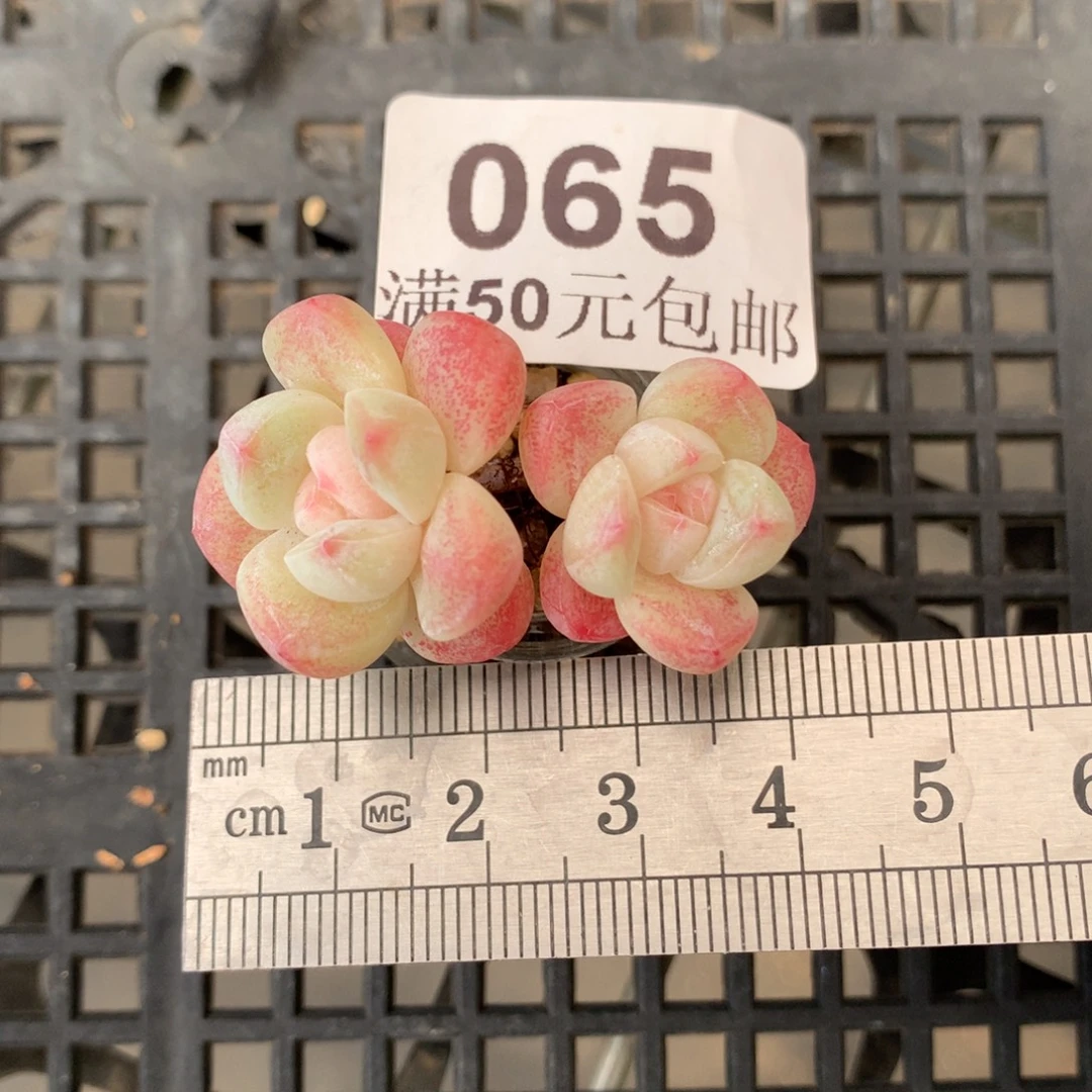 65。玻璃瓶冰玉双头。