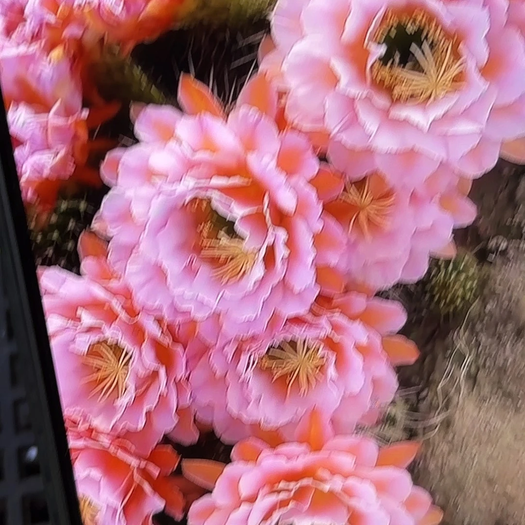 粉桃毛侧牙20包邮35