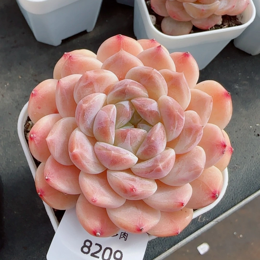 冰魄，8209多肉植物