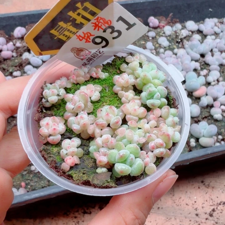 多肉植物多肉植物