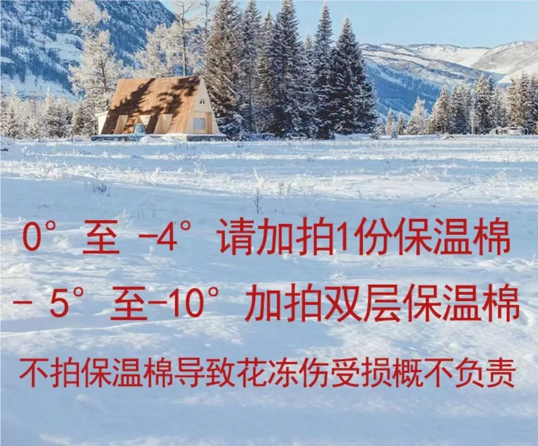 保温棉防冻防寒和鲜花一起发出0度以下地区拍和主花一起拍