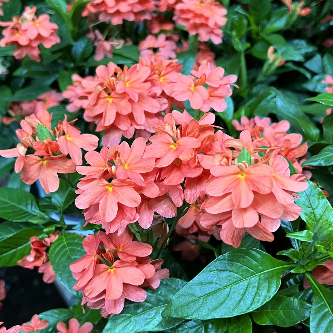 鸟尾花(红色)盆栽花卉庭院阳台新手易养护爆花强