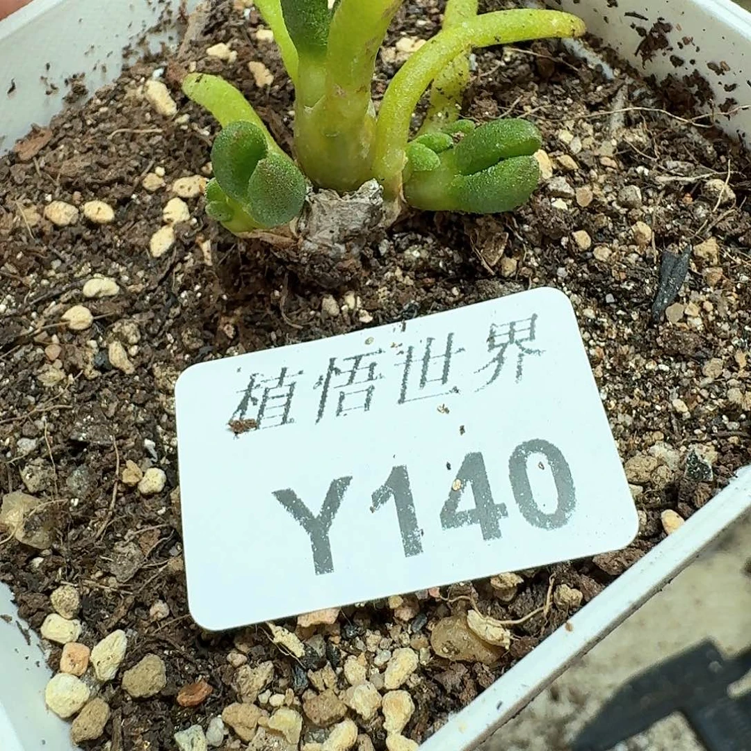 140号多肉植物哇f