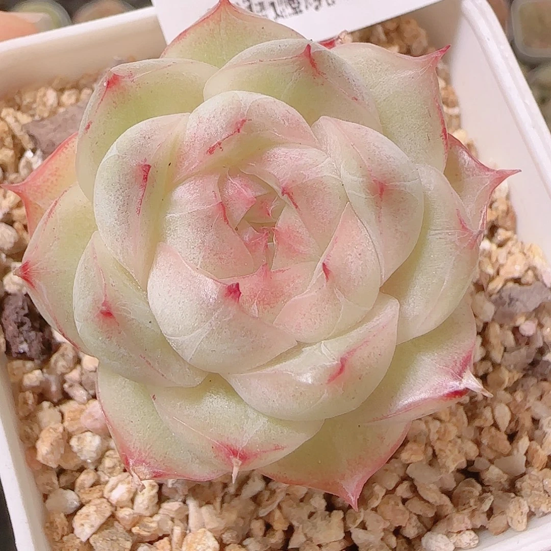 花语逸镜1126-342
