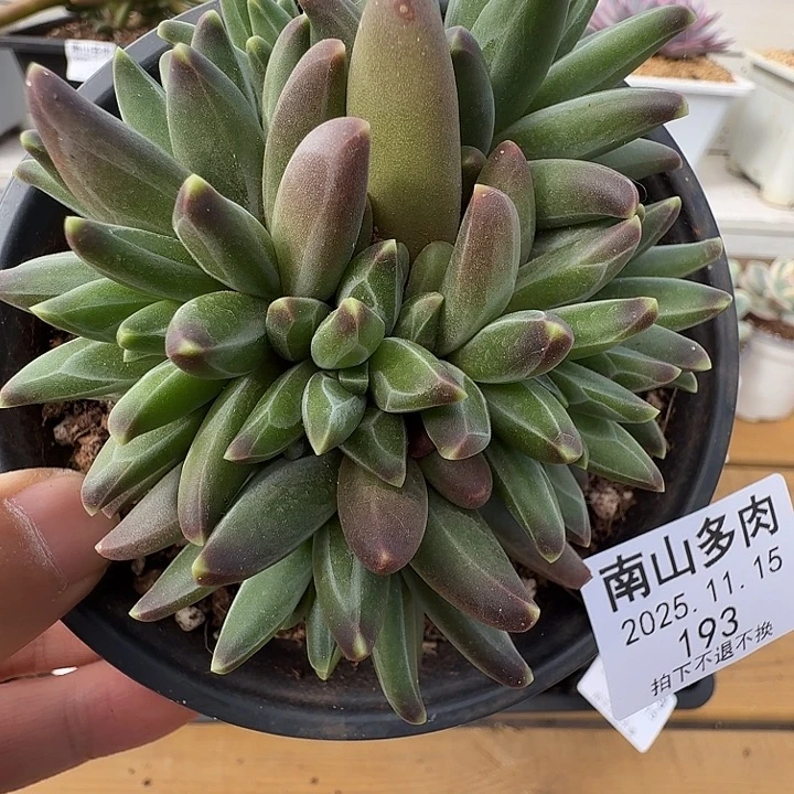 伊尔路丝群111115-193