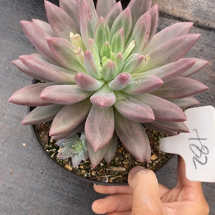 两单包邮，一物一拍82水晶球