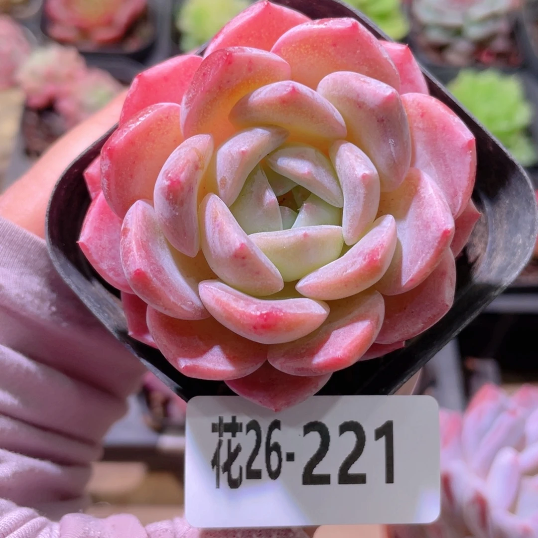花利美26-221新品