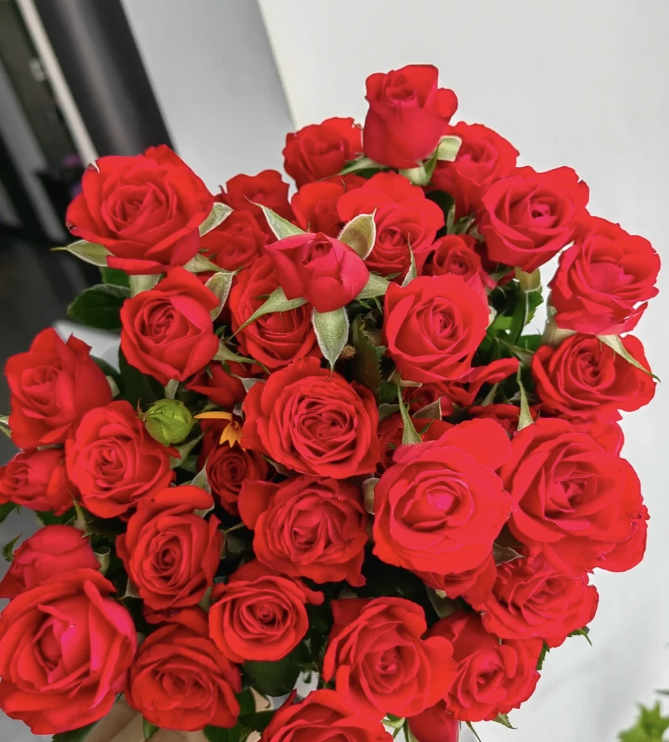 鲜花【霓虹泡泡】同地址两单以上顺丰包邮送货上门+送配草1扎
