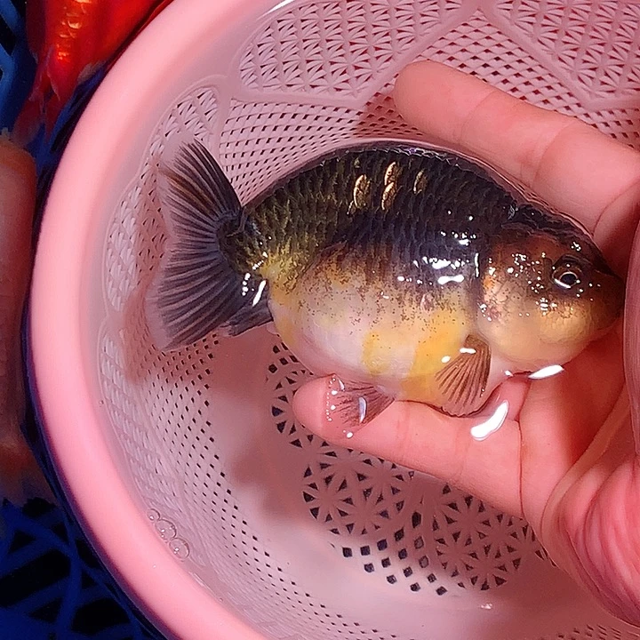 金鱼开箱视频包损