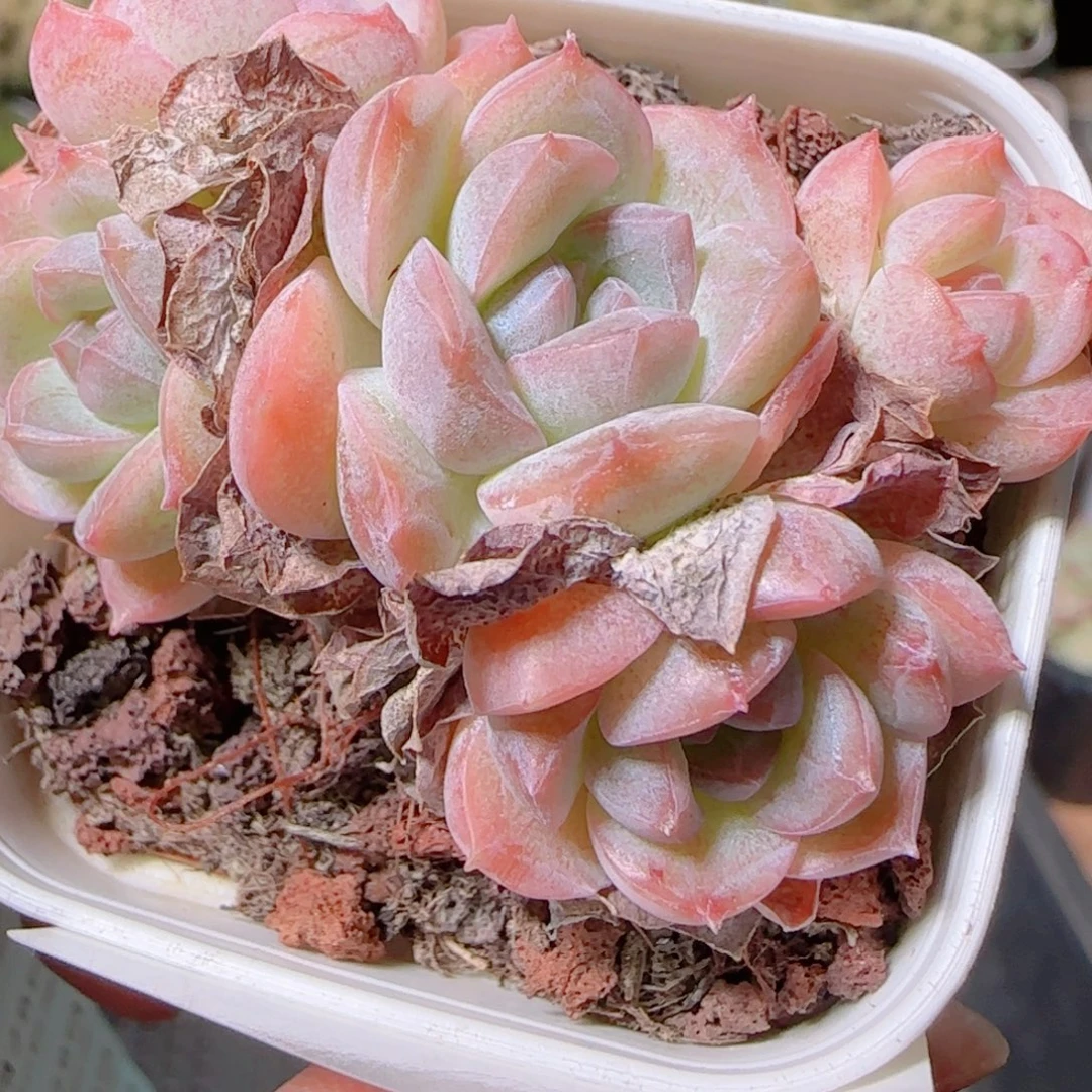 花语逸镜1028-235散溏心珍妮