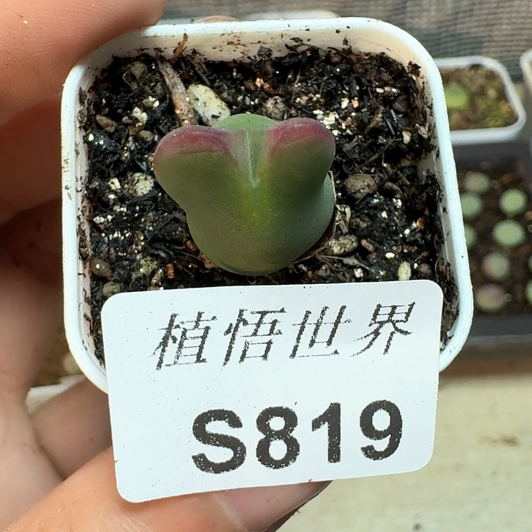 819厚德载物哇fcc h j