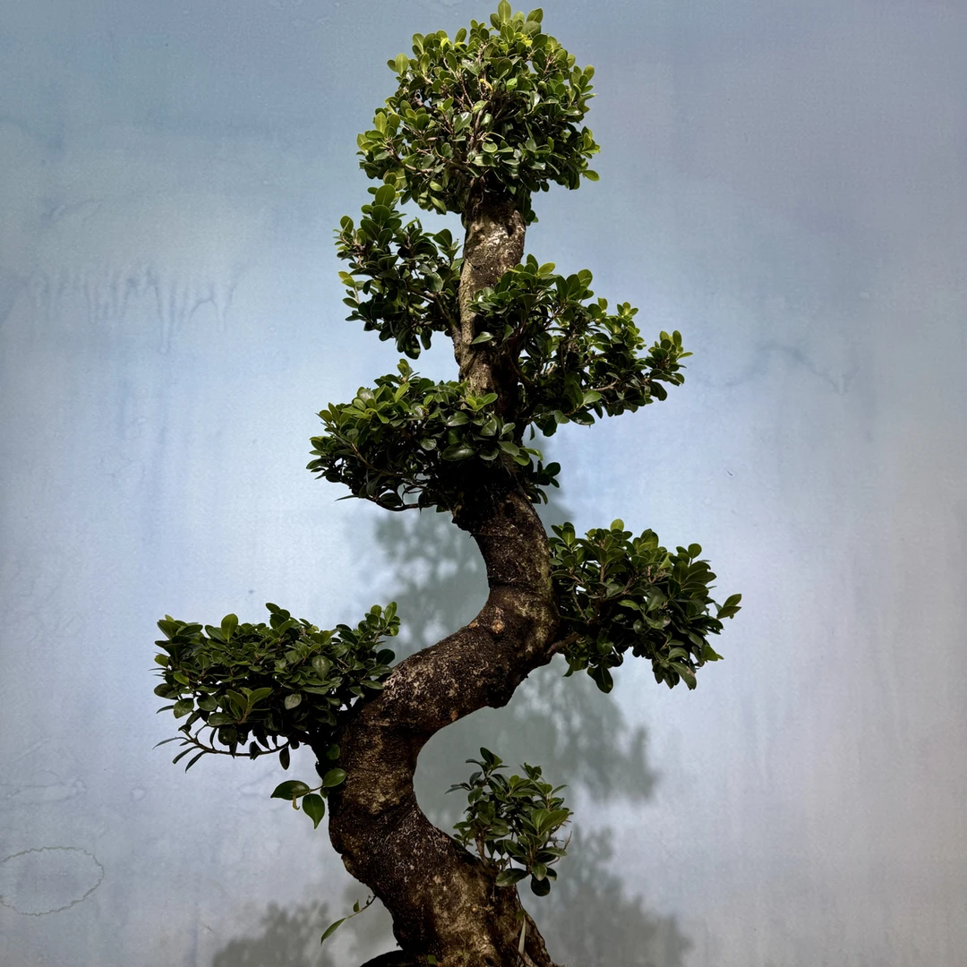 高档大型榕树金钱榕老桩盆景园林摇钱树四季常绿室内外庭院风景树