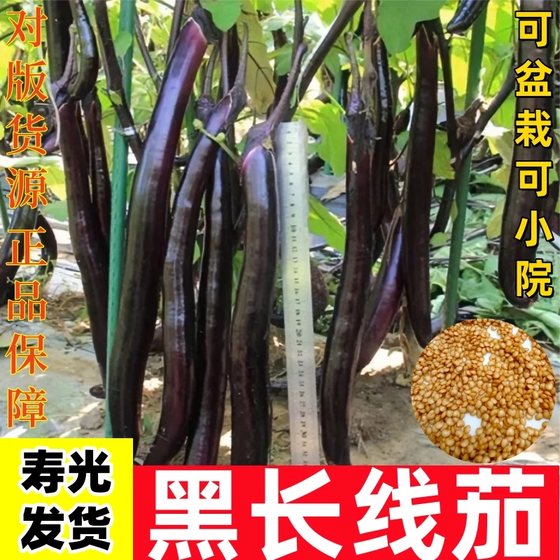 黑线茄种子紫线茄特大紫茄子早熟盆栽蔬菜饱满春季简单高产鲜艳