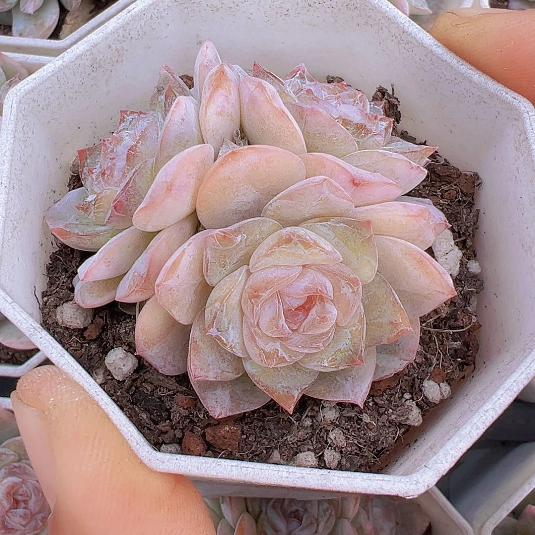 方糖群19包邮多肉