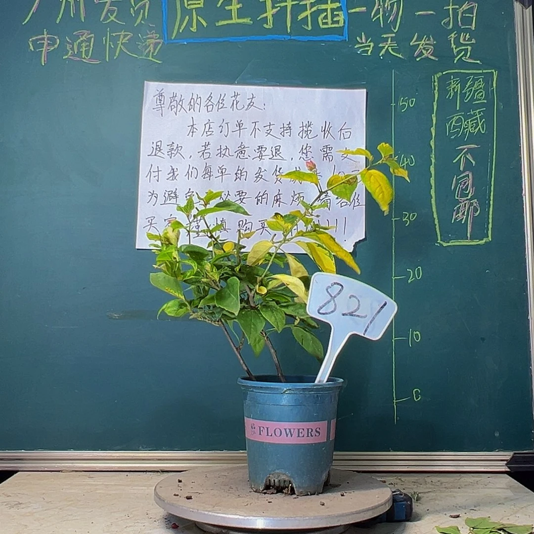 当前无花栽培后可以开花双杆 斑红樱821