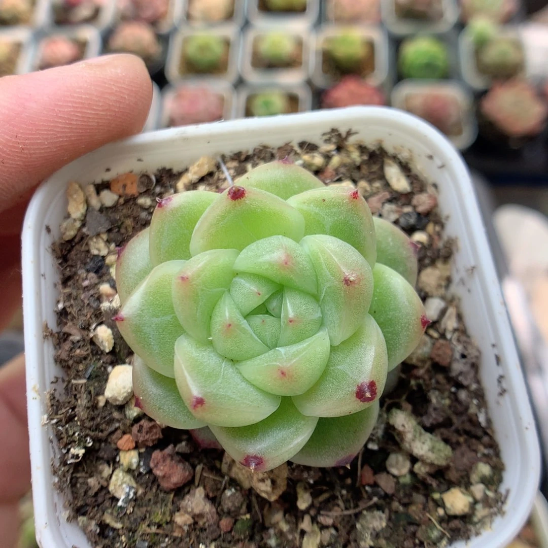 C81定繁编号麦杆M100