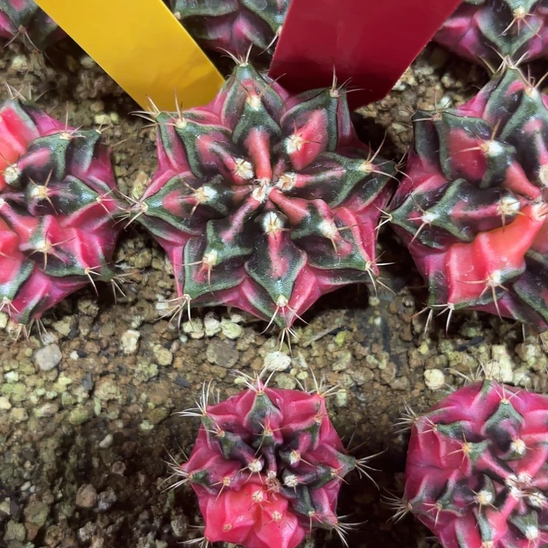 254-0929泰国发货多肉