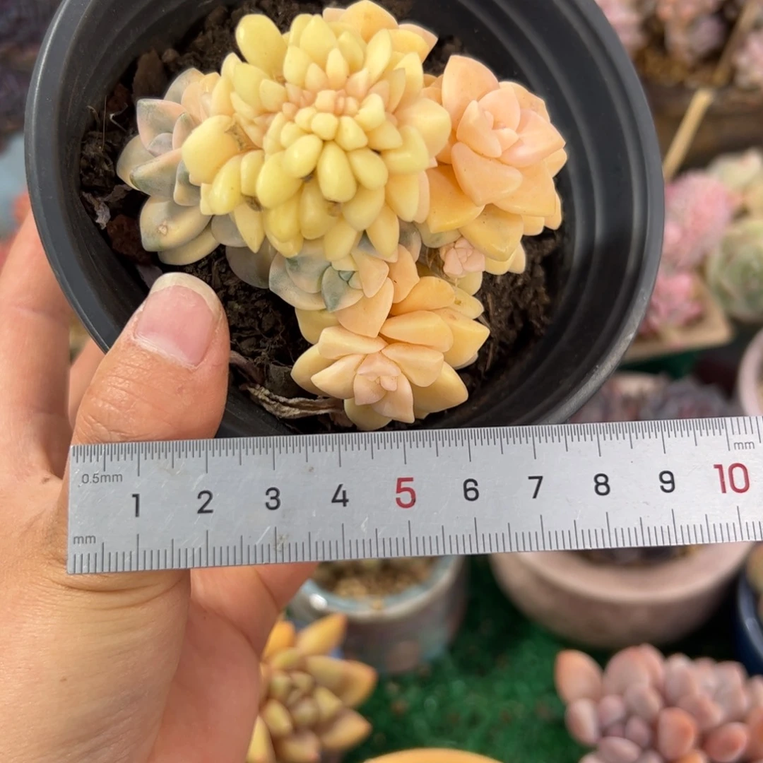 S****a525 多肉植物组合