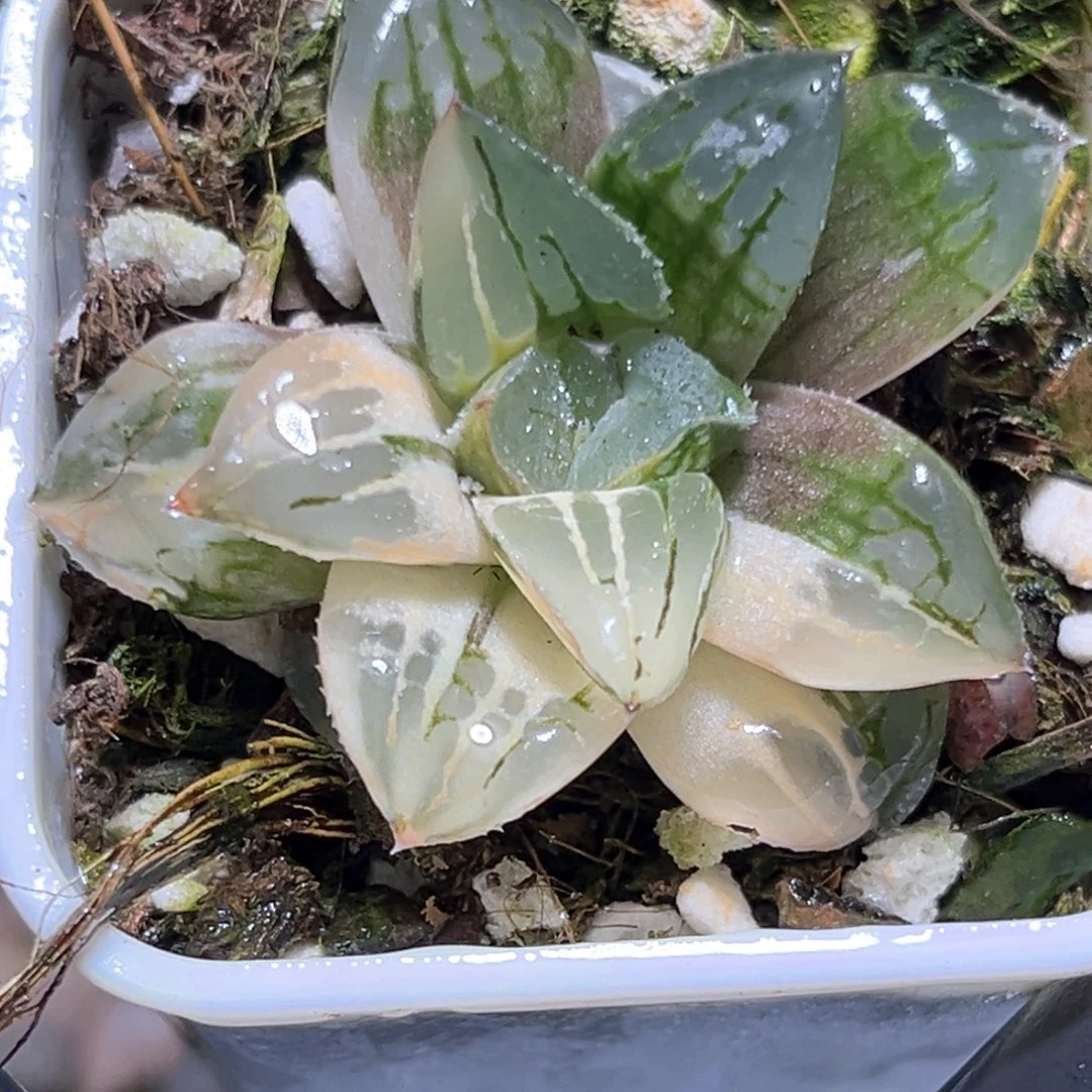 恭喜发财大吉大利4017
