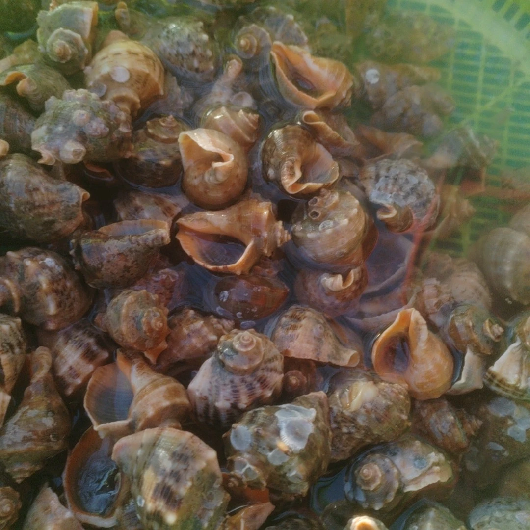 中海螺 一斤8-9只