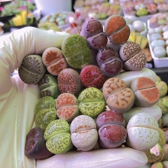 无花朵0408，1.5-2厘米20棵彩色