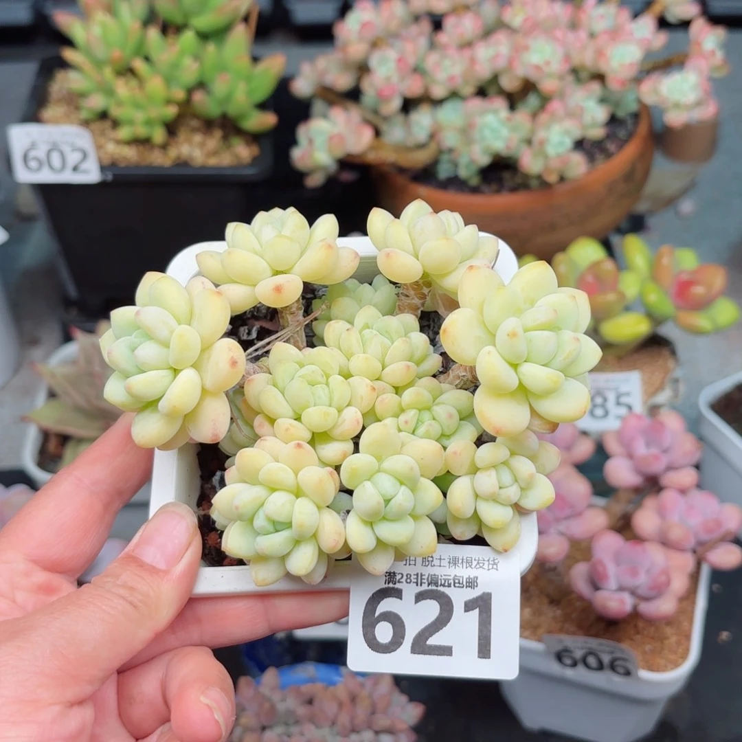 樱花罗绮无盆土发货