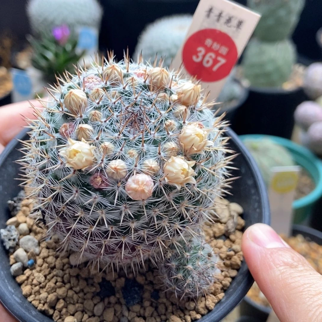 实生带崽精品乳突5.2cm