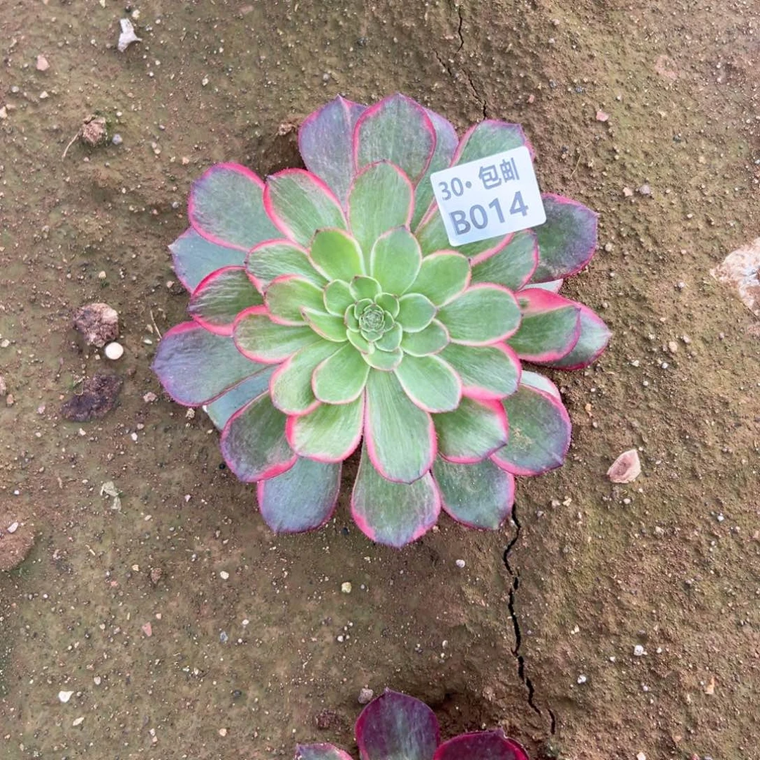 014粉花妖多肉断枝不包