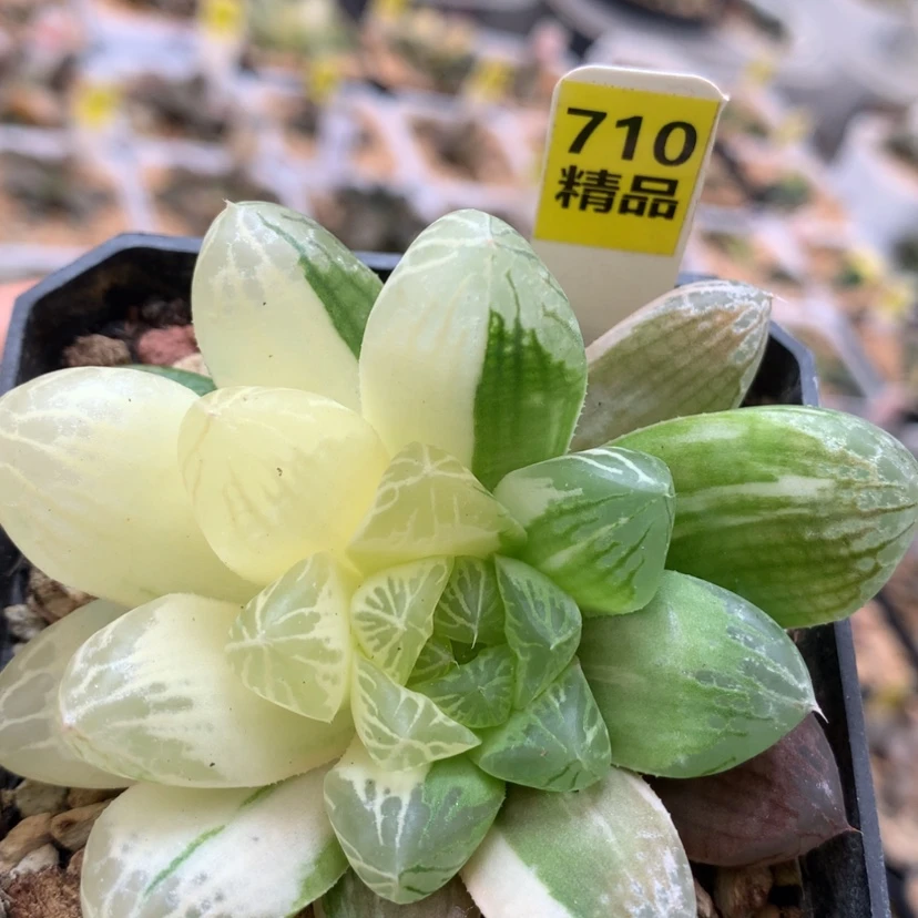 【闪购商品】710玉露