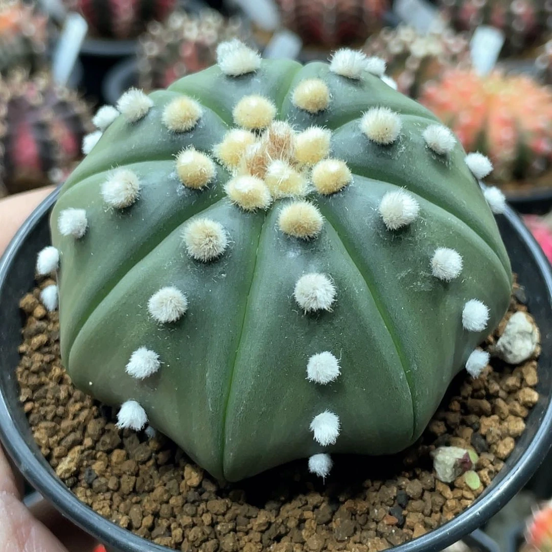 实生根系，高绒海星兜