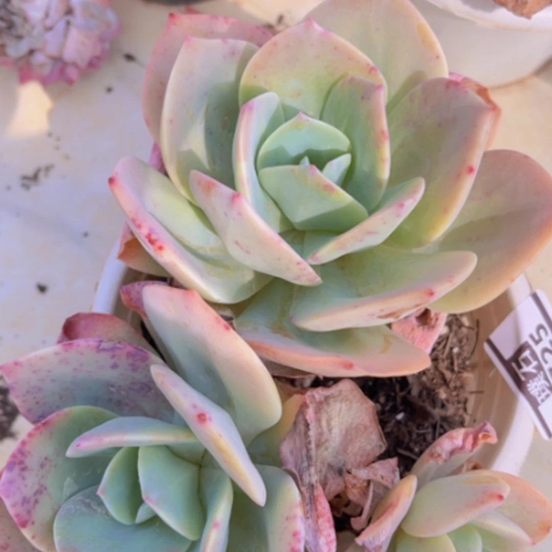 【闪购商品】血凤1725