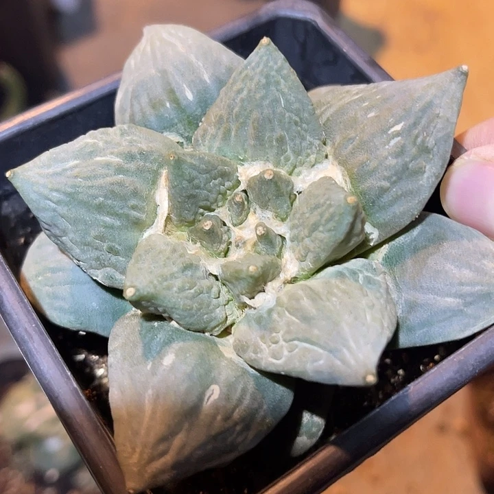 满38包邮2天凑单，脱土晾根发货多肉植物