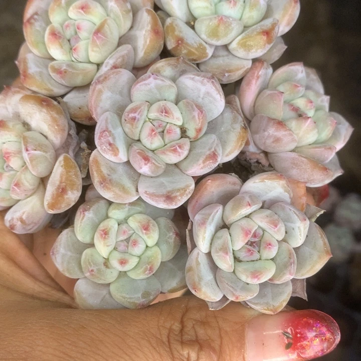 星影子。拍3发4。拍5发7颗（满9.99包邮不满9.99发叶子）