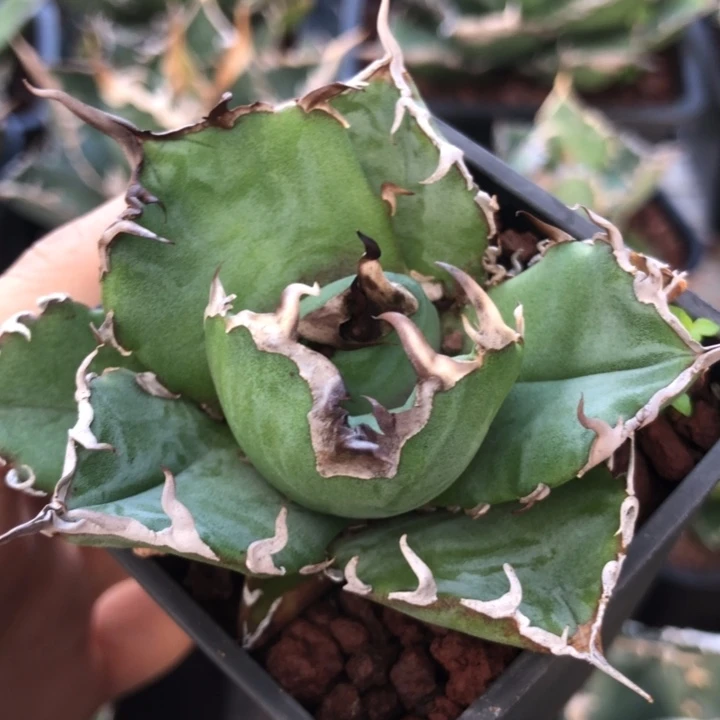 白鲸仁王冠龙舌兰顶芽