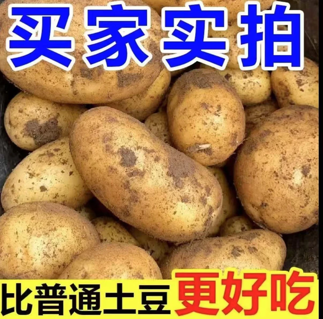高原新鲜土豆云南昭通黄心黄皮现挖软糯当季蔬菜马铃薯洋芋