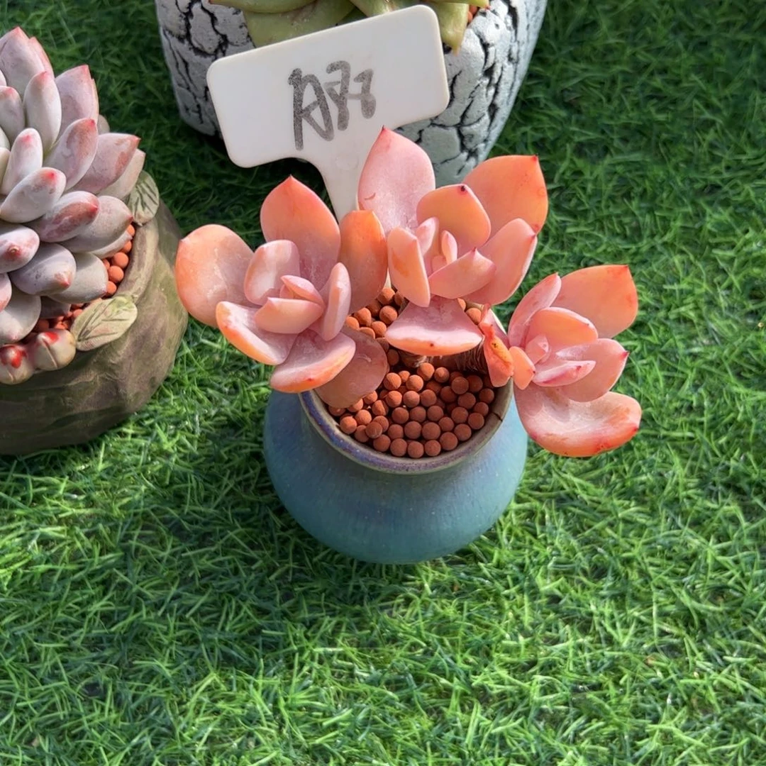 三***妈小叶白凤多肉植物